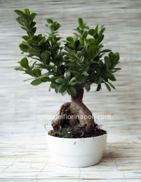 Bonsai ficus ginseng medio