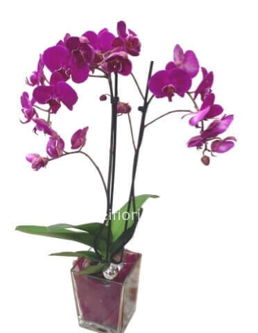 Phalaenopsis due rami con vaso