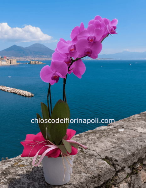 Phalaenopsis due rami con vaso