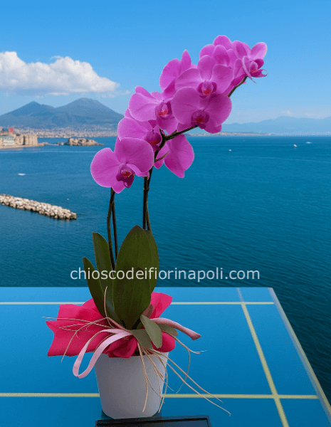 Phalaenopsis due rami con vaso