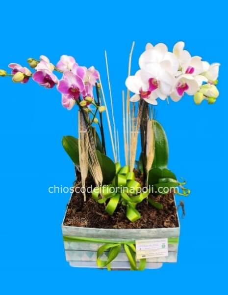 Pianta Phalaneopsis