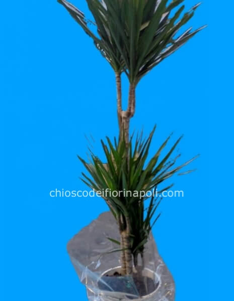 Dracena Marginata