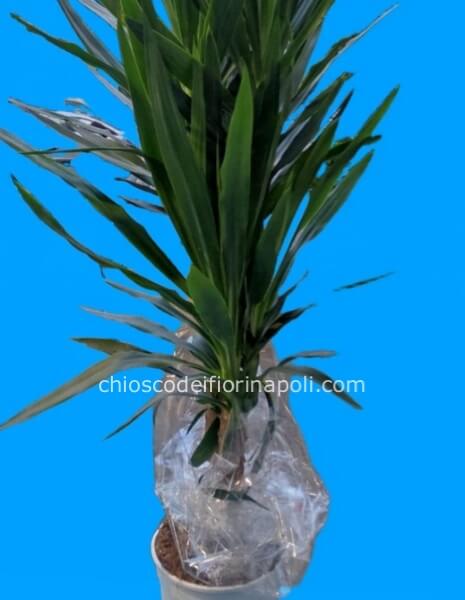 Yucca
