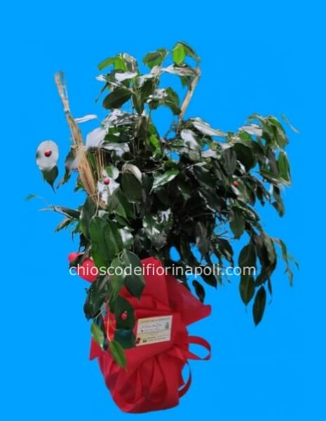 Pianta di Ficus Benjamin