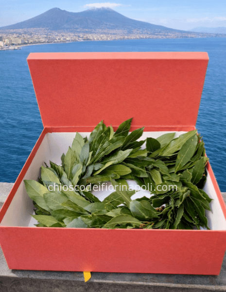 Scatola per coroncina laurea 