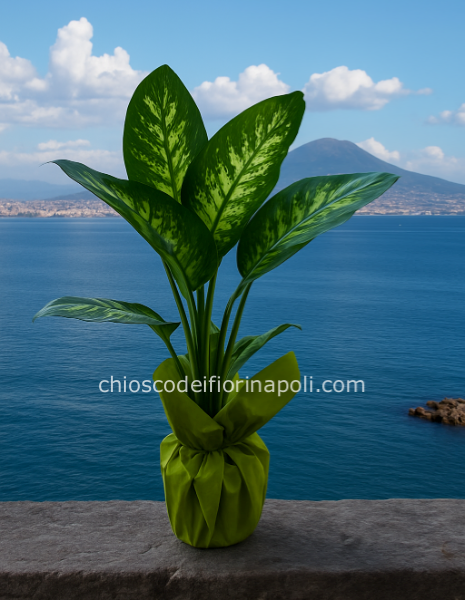 Dieffenbachia