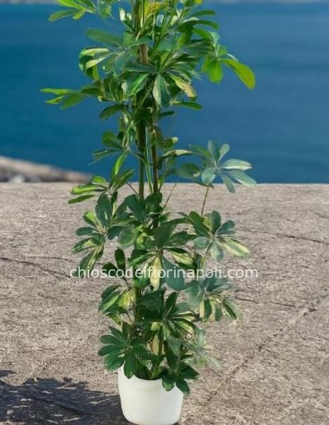 Schefflera