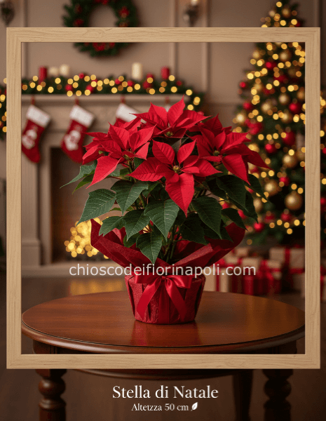La Stella di Natale: Eleganza 50 cm