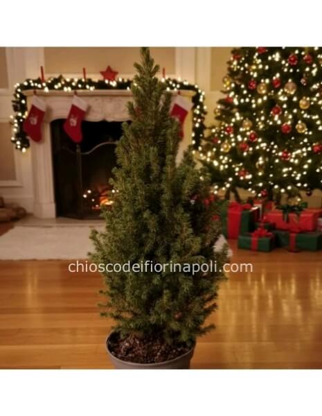Abete Fresco (70 cm) per un Natale Autentico!