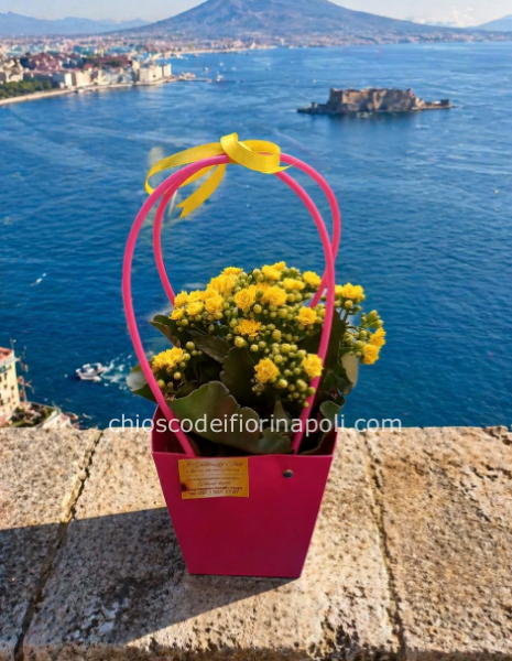 Kalanchoe
